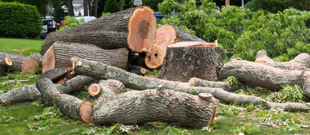 How Our Tree Care Process Works  in  Golden Grove, SC